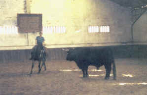 Eleanor facing a bull for the very first time.
