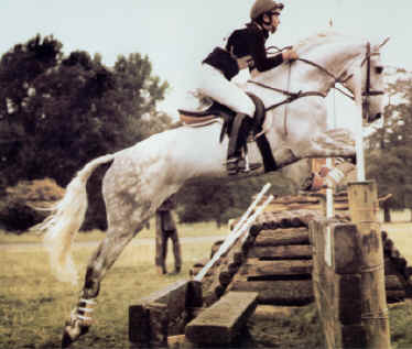 Novilheiro, a classicaly trained Lusitano.