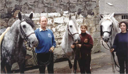Herculano, Vivaldi and Sultan when they arrived at The Scottish Classical Dressage Centre.
