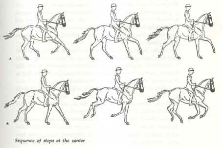 Sequence of steps at canter.