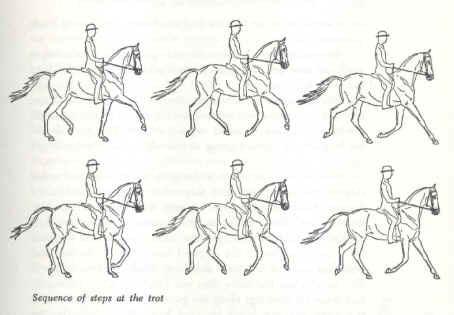 Sequence of steps at trot.