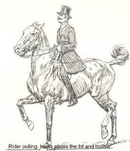 Rider pulling. Horse above the bit and hollow.