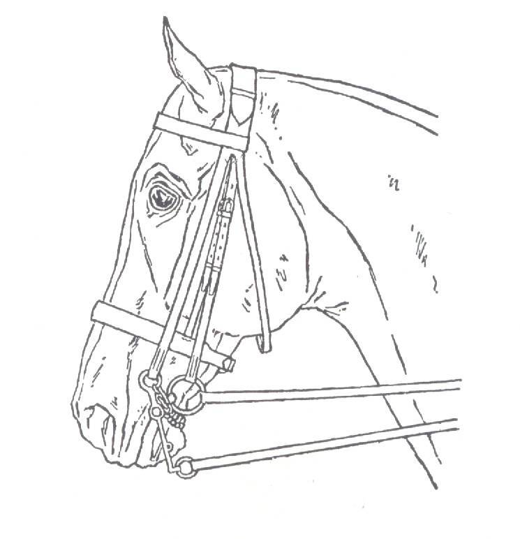 double bridle