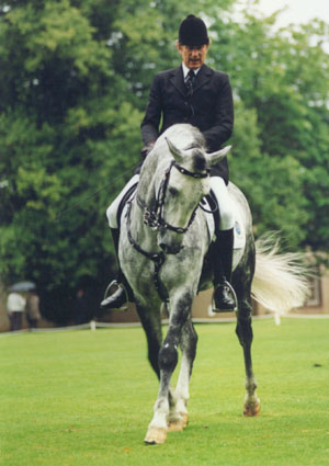 Riding a Corner. Note the inside leg on the girth, the outside leg held back but passive.
 The flex of the head and neck is controlled with light hands only.