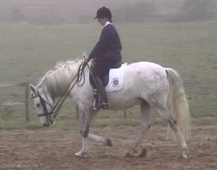 Stretching down long and low - Elanor on Vivaldi (a Portuguese 
  Lusitano out in the Scottish mists!)
